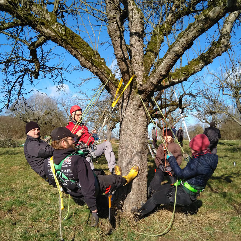 Teilnehmer des Baumwartkurses hängen an Seilen um Baum