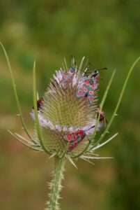 Distel mit Insekten
